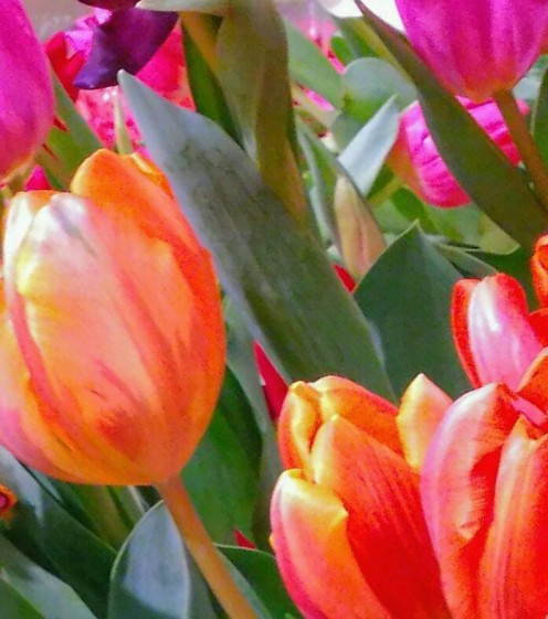 apricot-tulips