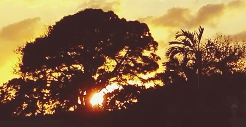 sunset-through-the-trees