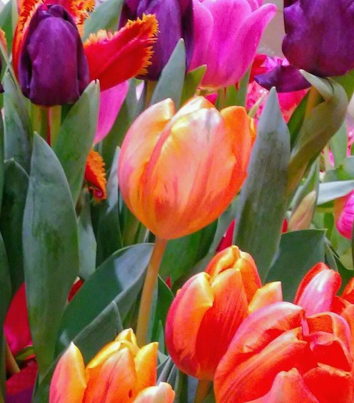 tulip-bouquet