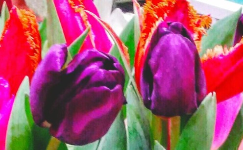 two-tulips
